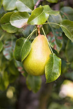 25 Pcs European Pear Tree #MNSF - $14.00
