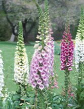 750 Seeds Foxglove Foxy &quot;Dwarf&quot; Mix Flower Organic Non Gmo Fresh - £7.68 GBP