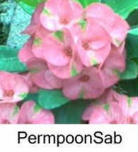 Perm Poon Sab Crown Of Thorns Euphorbia Milii Christ Plant Starter Plant Fast Sh - $37.03