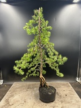 Japanese larch Bonsai Tree - $34.00