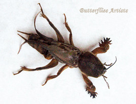Gryllotalpa Africana RARE Large Mole Cricket Entomology Collectible In S... - $68.99