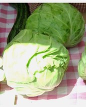 Tisseeds 20 Cabbage Danish Ballhead 10 Lb Heads Seeds Fast Ship Us - £6.72 GBP