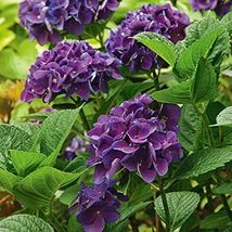 “ 50 PCS Hydrangea Seeds - Dark Purple Ball Type Flowers GIM “ - £12.57 GBP