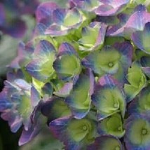 5 Citylime Rio Hydrangea Seeds Flowers Seed Flower 351 USA Fast Shipping - $16.99