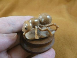 (tb-ins-6-1) tan Ant Tagua NUT figurine Bali detailed insect carving wor... - $43.47