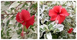 2 Snow Queen Variegated Hibiscus Flower Plug Starter Plant Garden - $72.90