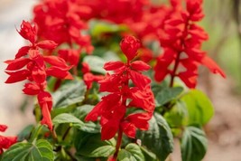 HSE Blood Sage Flower Seeds | 50 Seeds | Excellent Hummingbird Plant - £9.07 GBP