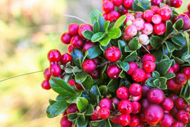 GUNEL 50 Lingonberry Mountain Cranberry Vaccinium VitisIdea Berry Dwarf Shrub Se - $17.00