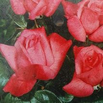 Montezuma Hybrid Tea 1 gal Orange Pink Live Bush Plants Shrub Plant Fine Roses - £88.40 GBP