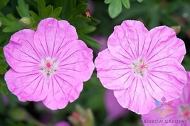 PWO 25+ Ankum&#39;S Pride (Bloody Cranesbill) Geranium Seeds For Garden - ! - $6.58