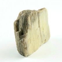Petrified Wood South Dakota 1 lb 1.6 oz 3.5” x 4" x ~1" Wooden Rock Stone Fossil image 2