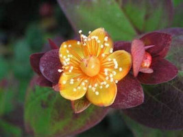 FROM US 30 Seeds Hypericum Androsaemum Albury Purple GV18 - £31.57 GBP