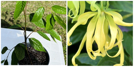 Ylang ylang (Cananga odorata) fragrance Tropical Live Tree 1’-2’ feet tall - £84.72 GBP