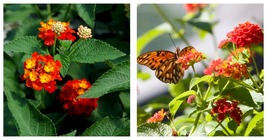 Dallas Red Lantana 1 Starter Plant Plug | Lantana camara &#39;Dallas Red&#39; - £29.54 GBP