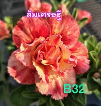 4 Fire Dancer Desert Rose Seeds Adenium Obesum Flower Perennial Seed - £14.52 GBP