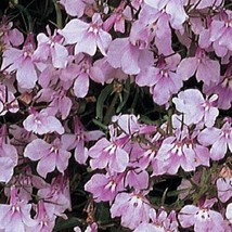 200 Lobelia Seeds Regatta Lilac Seeds Trailing Lobelia Non Pelleted Fresh Garden - £19.95 GBP