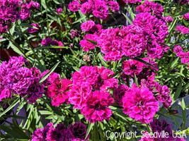 Sale 50 Seeds Magenta Carnation Dianthus Caryophyllus Chabaud Flower  USA - £7.79 GBP