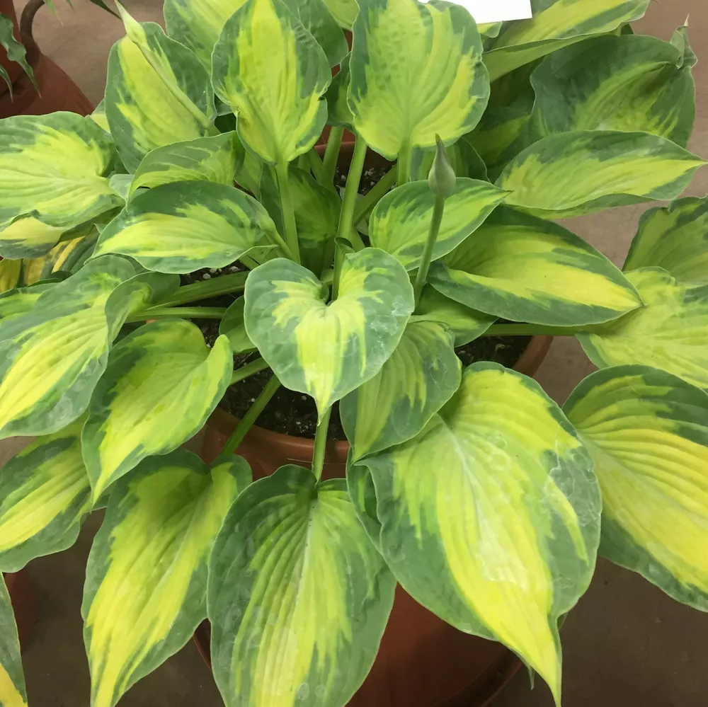 Hosta Sister Act Rooted 5.25 Inch Pot Colorful Variety - £27.49 GBP