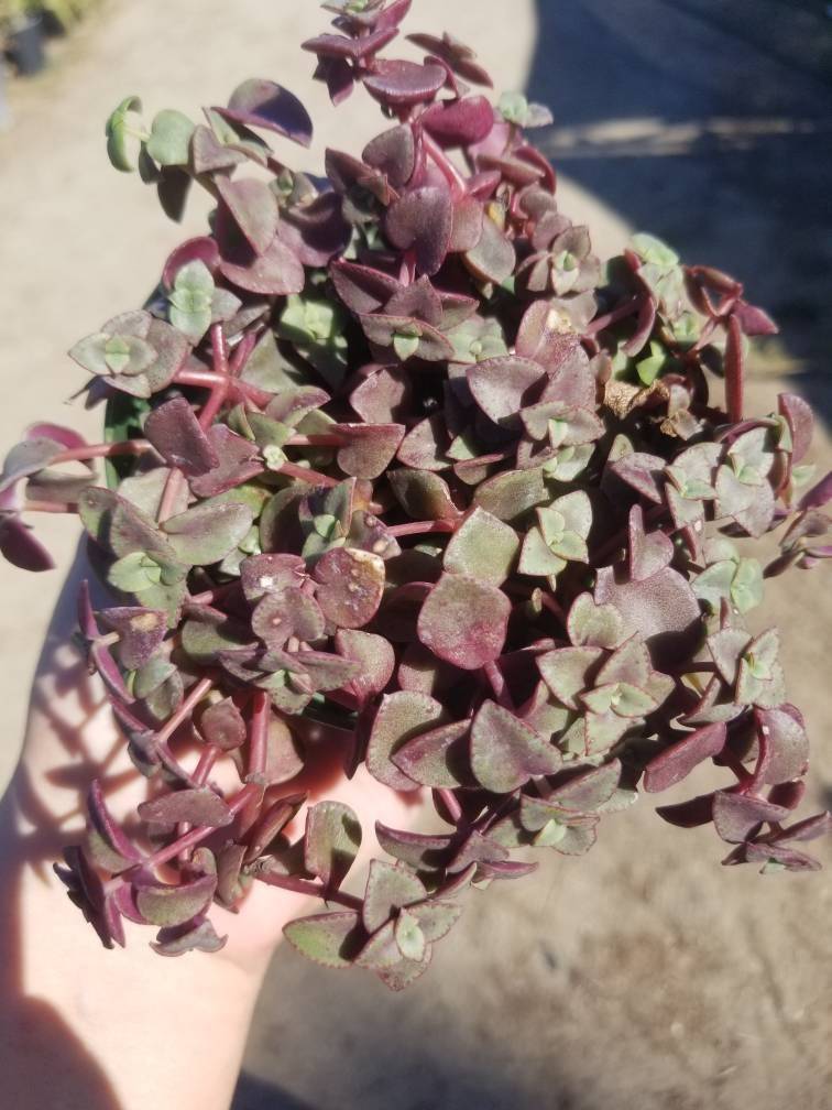4&quot; Calico Kittens &quot;Crassula Marginalis Rubra&quot; - $10.99