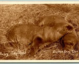 RPPC Bay Sea Lions Depoe BAY Oregon OR 1920 DB Postcard J14 - £14.52 GBP