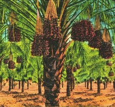 Date Palm Grove Coachella Valley California CA Linen Postcard  - £3.09 GBP