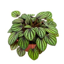 Peperomia Piccolo Banda 4 inch Peacock Peperomia albovittata - £15.23 GBP