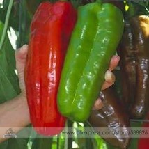 Heirloom Giant Marconi Pepper Organic Pack 100 Packweet Longuper Big Pepper  - £8.17 GBP