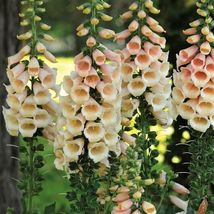 50 Seeds Peach Surprise Foxglove Flower - $9.85