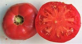 PPA 50 Seeds Royal Hillbilly Tomato Tomatoe Vegetable Garden Edible Canning - £3.55 GBP