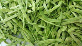 25 Seeds! -Roma II Bush Bean- Now here with Limited supply -Garden Veget... - $5.99