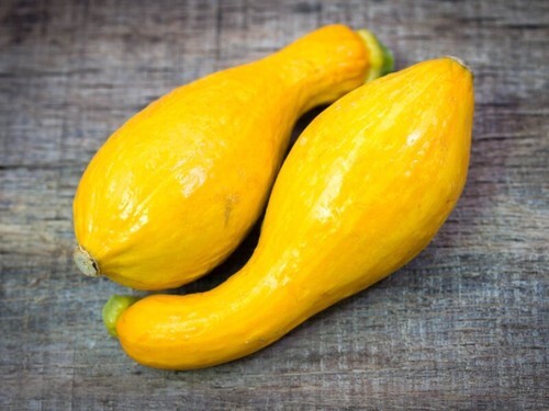 50 Yellow Crookneck Squash Seeds  Golden Summer  - $4.61