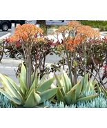 Aloe Striata, Coral Aloe - 20 Seeds  - $21.80 CAD