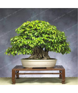 Korean Hornbeam Tree Very Mini Sprout 95% Tree 50 Pcs Bag Potted New Fre... - $16.83 CAD