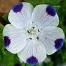 US Seller 50 Nemophila Five Spot Ground Cover Annual Flower Seeds Fast Shipping - $16.51