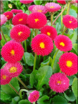 Red Mid Dual Daisy Seeds - 500 Seeds EASY TO GROW SEED - £4.71 GBP