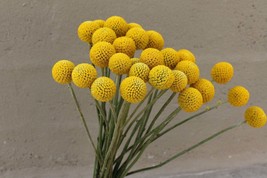 Fresh Craspedia - Also known as Billy Buttons billy balls filler ,weddin... - £133.89 GBP