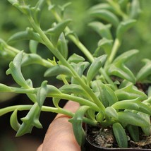3 Succulent Fresh String of Dolphins Clippings Senecio Peregrinus Cuttings Plant - £15.74 GBP