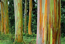 Eucalyptus deglupta  rainbow eucalyptus - £2.31 GBP