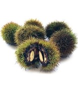 Fresh Japanese Silverleaf Chestnut Tree Seeds Prolific Yielder Castanea ... - $17.92