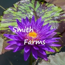 HS  3 Seeds Dark Purple Lotus Flowers Kamal Nelumbo Nucifera Gaertner Water Lily - $6.94