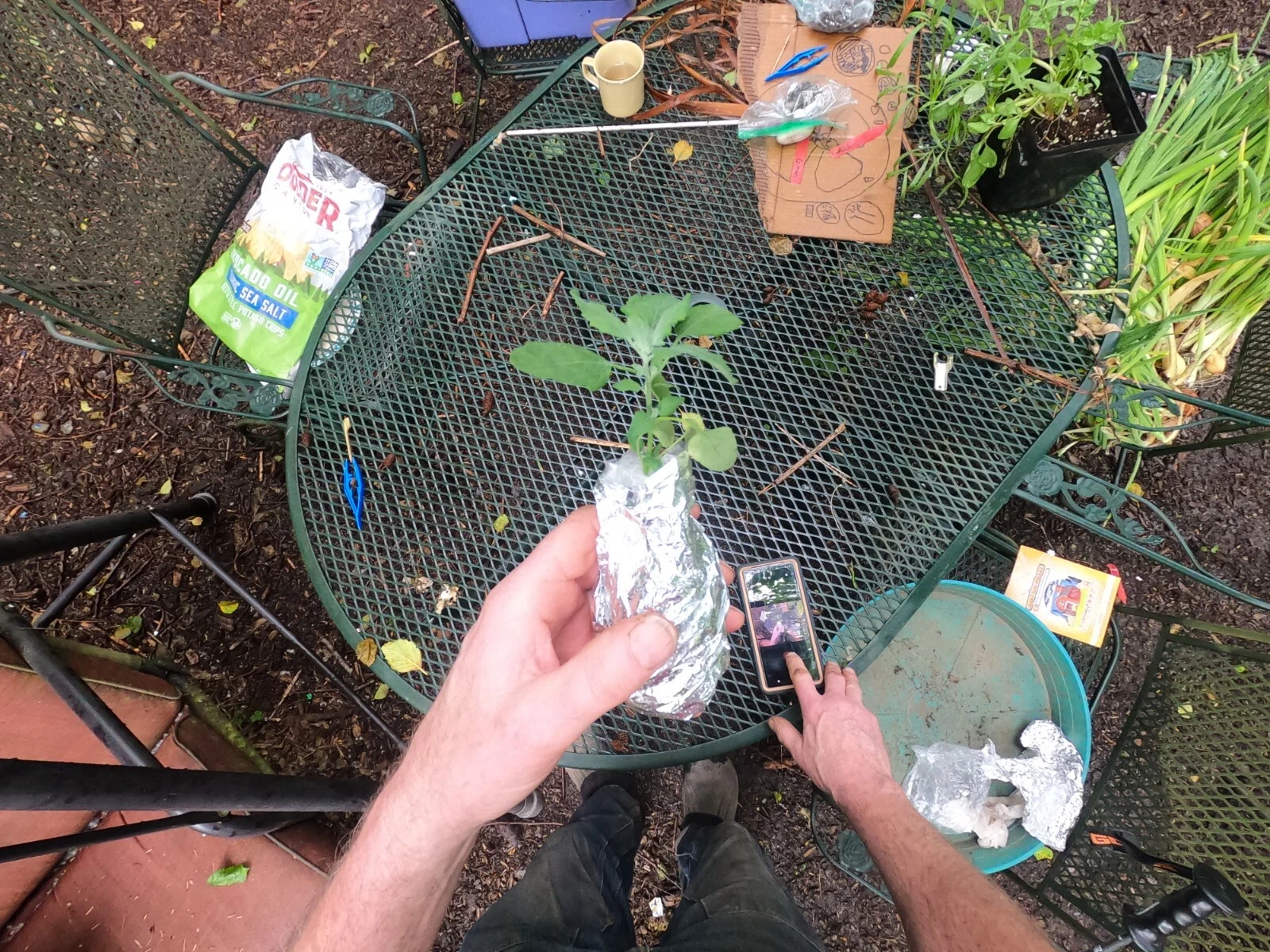 Lamb&#39;s Quarters Starter Plants (Chenopodium album)-Nutritious Wild Edibl... - $30.35