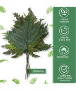 20 Pcs Preserved Real Green Ferns for Outdoors Set Dried Green Boston Fe... - £41.17 GBP