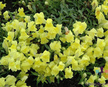 LWK 1000 Floral Showers Yellow Snapdragon Seeds Easy Grow - $12.93