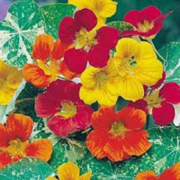 TALL NASTURTIUM 100+ SEEDS ORGANIC, BEAUTIFUL BRIGHT VIVID COLORFUL BLOOMS