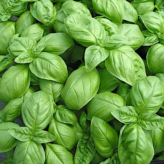 1000 Genovese Basil Seeds Heirloom Non-GMO - £4.17 GBP