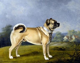 A favorite pug by Henry Chalon. Pets Art Repro Giclee - £6.73 GBP+