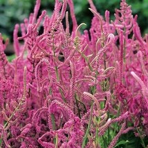 Beautiful Limonium Valentine flower, 50 seeds D - $14.16 CAD