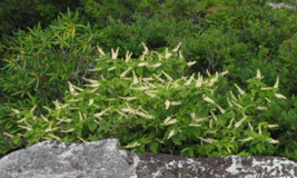 FREE SHIPPING 30+ seeds Mountain Pepper Bush {Clethra acuminata}  - $17.77 CAD