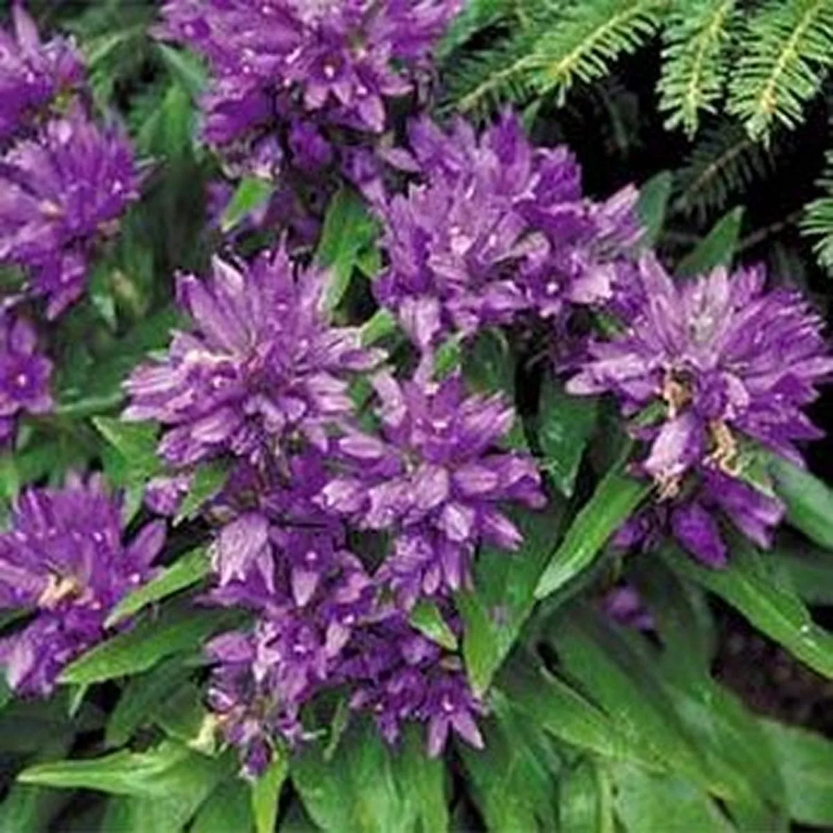 100 Seeds  Bellflower- violet cluster - $7.50