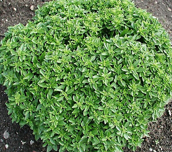 KS Dwarf Greek Basil Heirloom Organic Non Gmo Planting 200 Seeds  - $9.70